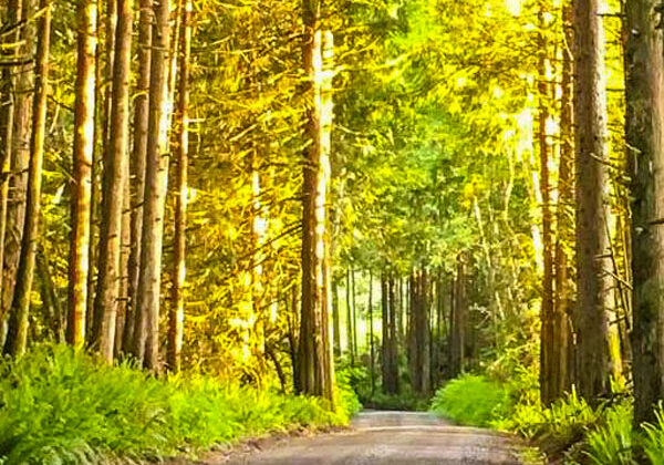 gravel-unravel-olympic-peninsula-biking-event